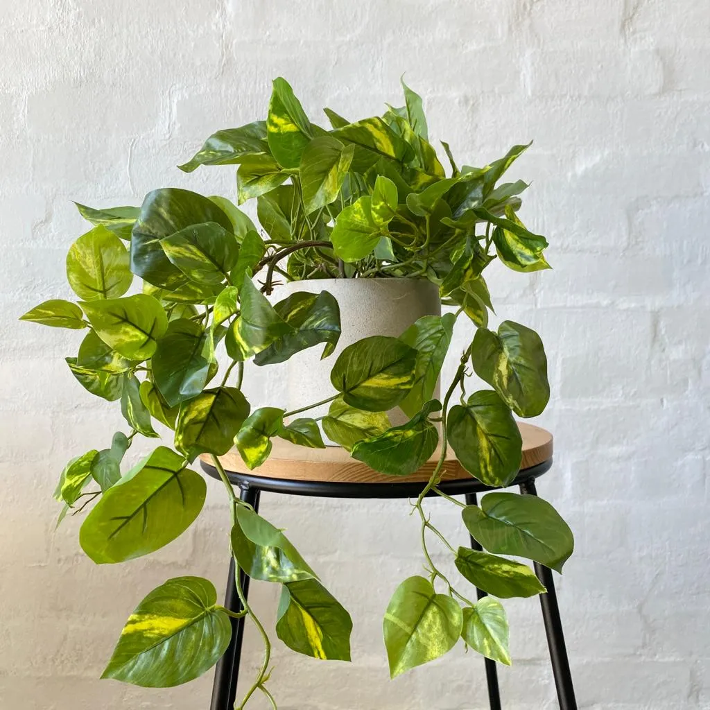 Artificial Pothos Plant